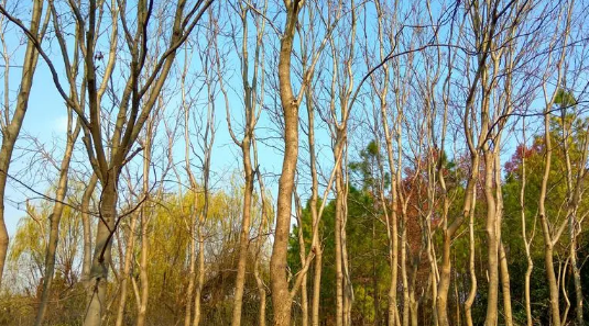 上海冬天气温多少20241