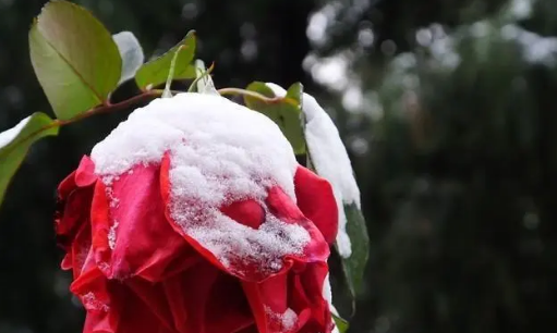 2023年12月会有极寒天气出现吗（2023年12月天气异常吗）