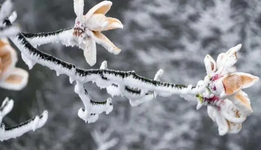 2024年会出现倒春寒吗2