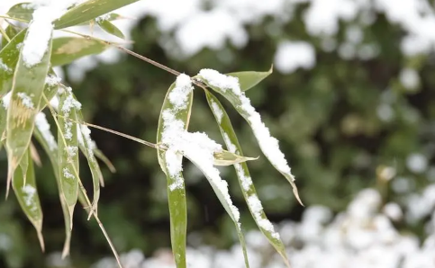2024年小雪封地还是大雪封地（小雪封地大雪封河什么意思）