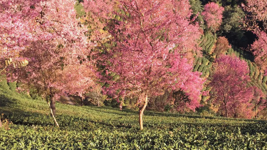 无量山樱花谷最佳游玩时间2023(2024(云南大理无量山樱花谷最佳观赏期攻略) 无量山樱花谷最佳游玩时间2023(2024(云南大理无量山樱花谷最佳观赏期攻略)