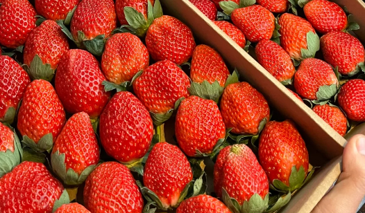 草莓打农药多吗有毒吗(草莓打药孕妇能吃吗) 草莓打农药多吗有毒吗(草莓打药孕妇能吃吗)