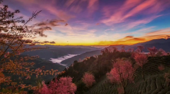 无量山樱花谷最佳游玩时间2023(2024(云南大理无量山樱花谷最佳观赏期攻略) 无量山樱花谷最佳游玩时间2023(2024(云南大理无量山樱花谷最佳观赏期攻略)