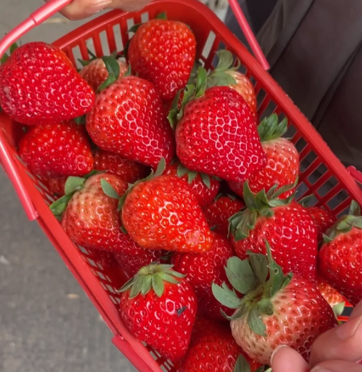 草莓打农药多吗有毒吗(草莓打药孕妇能吃吗) 草莓打农药多吗有毒吗(草莓打药孕妇能吃吗)