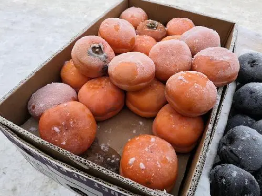 冻柿子在冰箱里冻了一年还能吃吗（柿子在冰柜里冷冻一年可以吃吗）