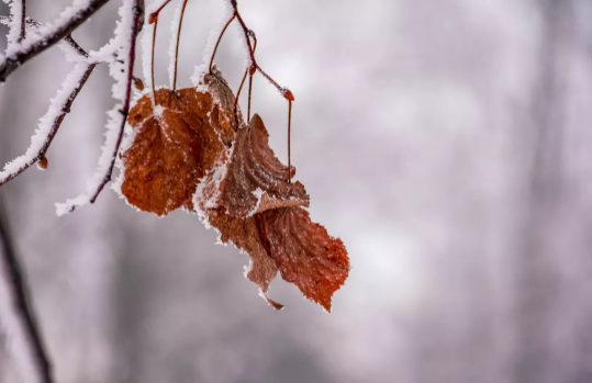 2024年腊月十八是黄道吉日吗(2024年腊月十八是好日子吗) 2024年腊月十八是黄道吉日吗(2024年腊月十八是好日子吗)