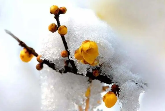 2024年腊月十八是黄道吉日吗(2024年腊月十八是好日子吗) 2024年腊月十八是黄道吉日吗(2024年腊月十八是好日子吗)