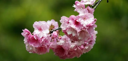 2024南京樱花盛开一般在几月（南京三月底还有樱花吗）