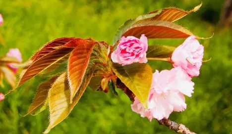 2024年4月中旬东京还能看到樱花吗(去东京看樱花什么时候合适) 2024年4月中旬东京还能看到樱花吗(去东京看樱花什么时候合适)