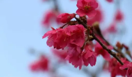 2024年4月中旬东京还能看到樱花吗1