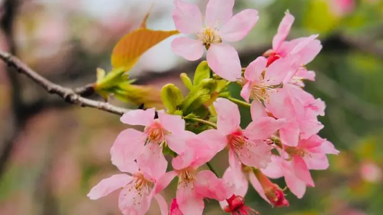 2024年4月中旬东京还能看到樱花吗2