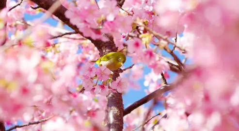 2024年清明节去武汉还能看到樱花吗（武汉的樱花什么时候凋谢）