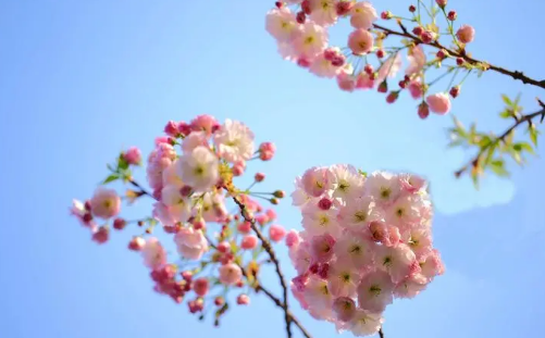2024年清明节去武汉还能看到樱花吗（武汉的樱花什么时候凋谢）