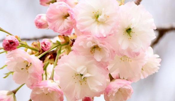 2024南京樱花盛开一般在几月（南京三月底还有樱花吗）