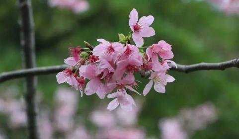 2024年清明节去武汉还能看到樱花吗（武汉的樱花什么时候凋谢）