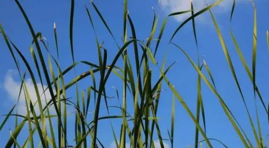 2024年入伏后天气越来越热吗(入伏后天气有什么变化) 2024年入伏后天气越来越热吗(入伏后天气有什么变化)