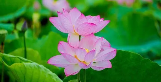 2024广东夏天什么时候开始(广东夏天有几个月) 2024广东夏天什么时候开始(广东夏天有几个月)