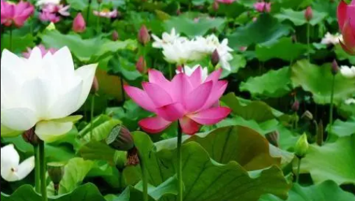 2024年北京5月份的温度大概是多少(北京5月份穿什么衣服合适) 2024年北京5月份的温度大概是多少(北京5月份穿什么衣服合适)