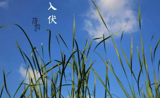 2024年入伏是母伏还是公伏（2024年入伏从哪一天开始）