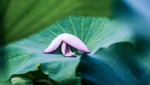 武汉今年什么时候入夏2024(武汉夏天是几月到几月) 武汉今年什么时候入夏2024(武汉夏天是几月到几月)