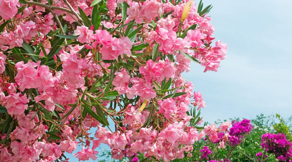 2024年武汉5月份有樱花吗(武汉樱花花期到什么时候结束) 2024年武汉5月份有樱花吗(武汉樱花花期到什么时候结束)