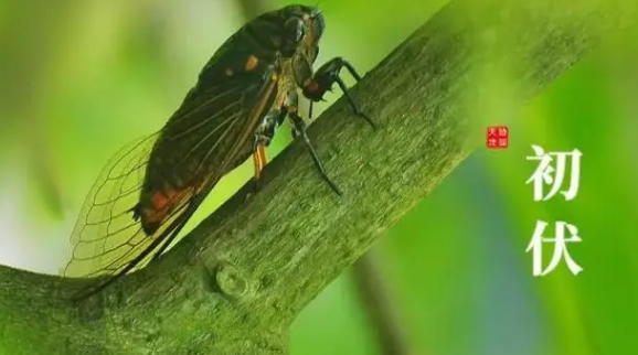 2024年入伏后天气越来越热吗(入伏后天气有什么变化) 2024年入伏后天气越来越热吗(入伏后天气有什么变化)