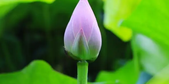 今年夏天我国的气温和往年比是偏高还是偏低2024（2024年夏天最高温预计有多少度）