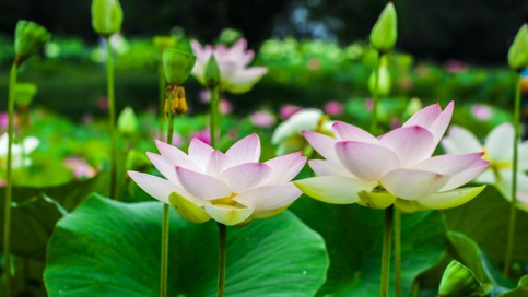 2024年南方夏天会更热吗（夏天在南方温度可达到多高）