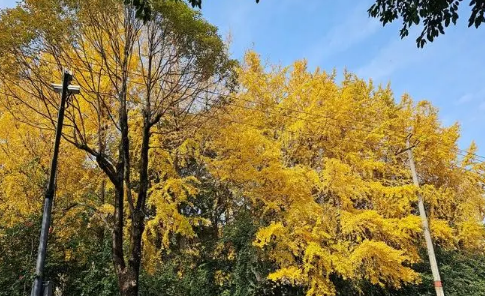 2024年成都几月份开始变热进入夏天(成都夏天到几月份) 2024年成都几月份开始变热进入夏天(成都夏天到几月份)